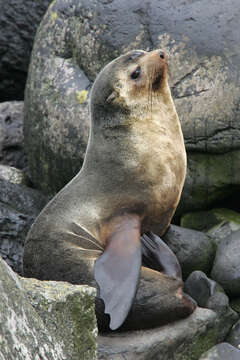 Image of Amsterdam Island Fur Seal