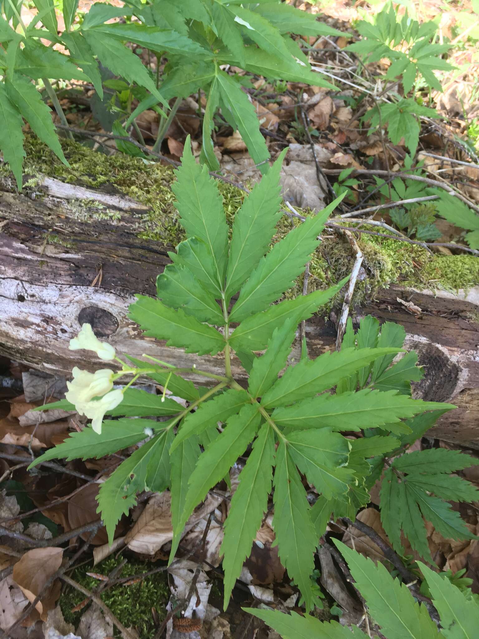 Слика од Cardamine kitaibelii Bech.