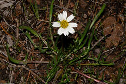 Image de Chromolepis heterophylla Benth.