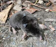 Image of Townsend's Mole