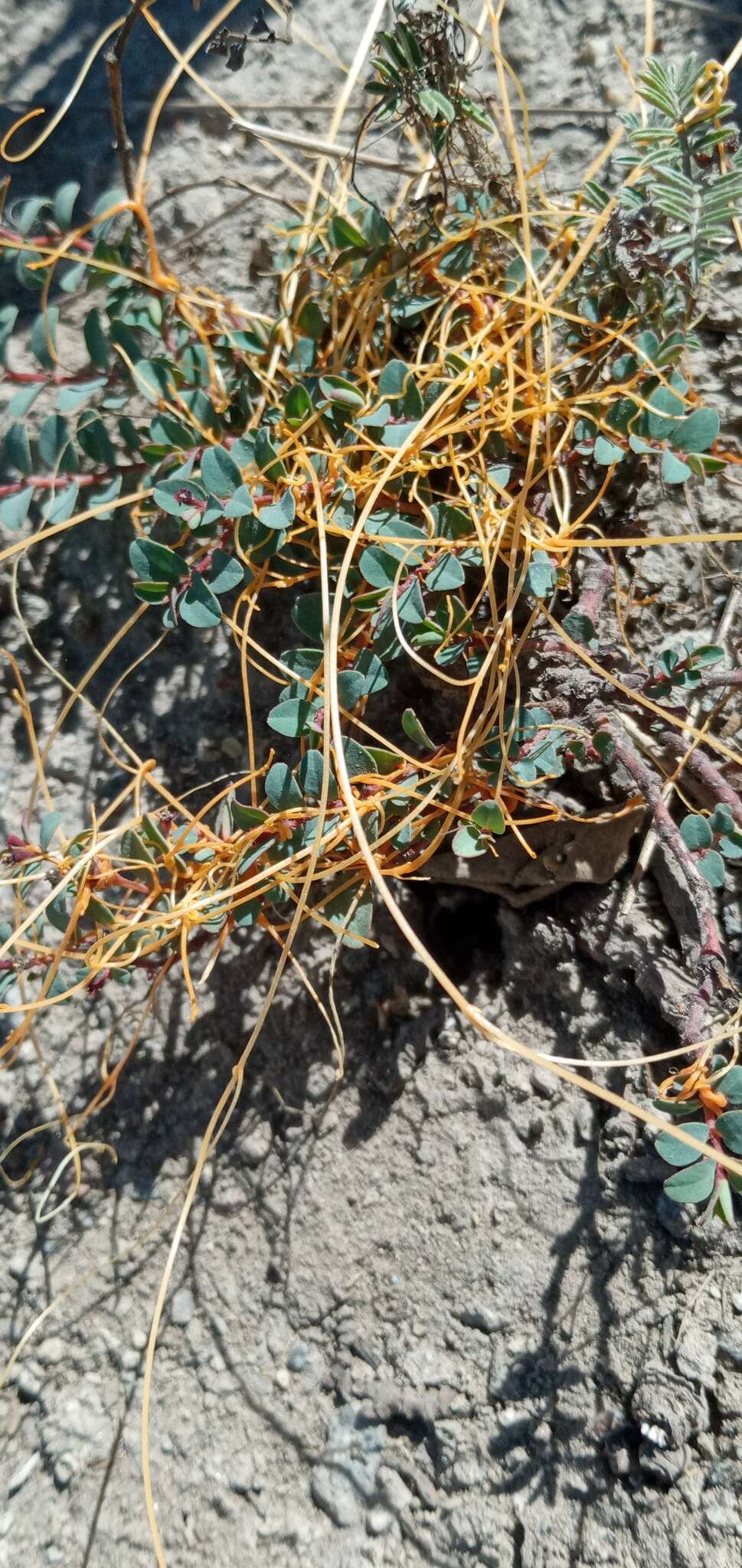 Image of Cuscuta stenolepis Engelm.