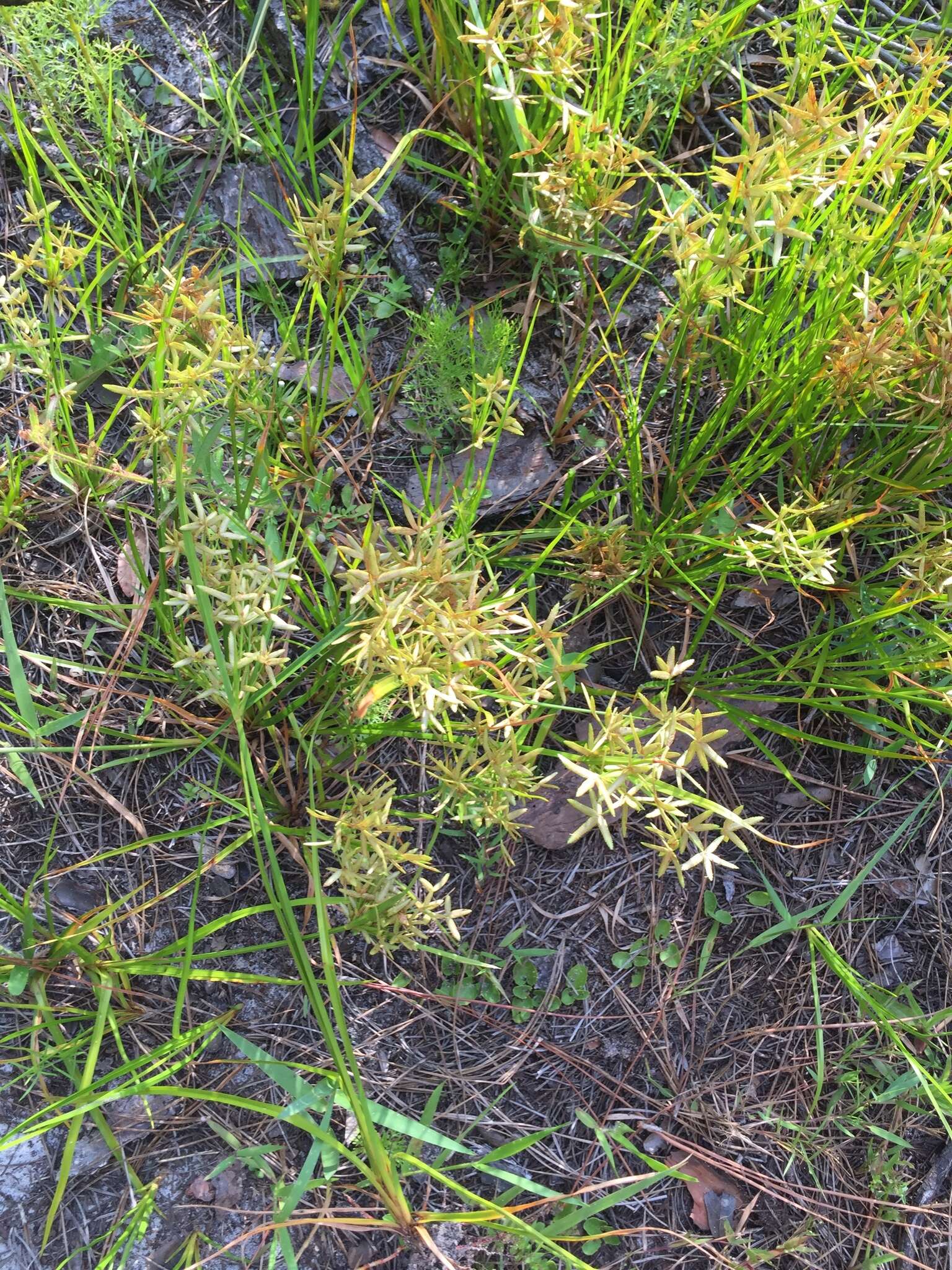 Image of Le Conte's Flat Sedge