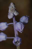 Image of Muscari parviflorum Desf.