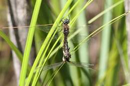 Image of Eastern Swamp Emerald