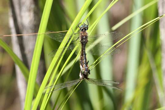 Image of Eastern Swamp Emerald