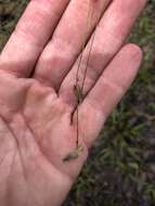 Image of Fringed Bladderwort