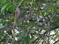 صورة Polioptila caerulea cozumelae Griscom 1926