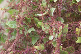 Image of Cuscuta purpurata Phil.