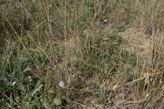 Cephalaria transsylvanica (L.) Schrad. ex Roem. & Schult. resmi