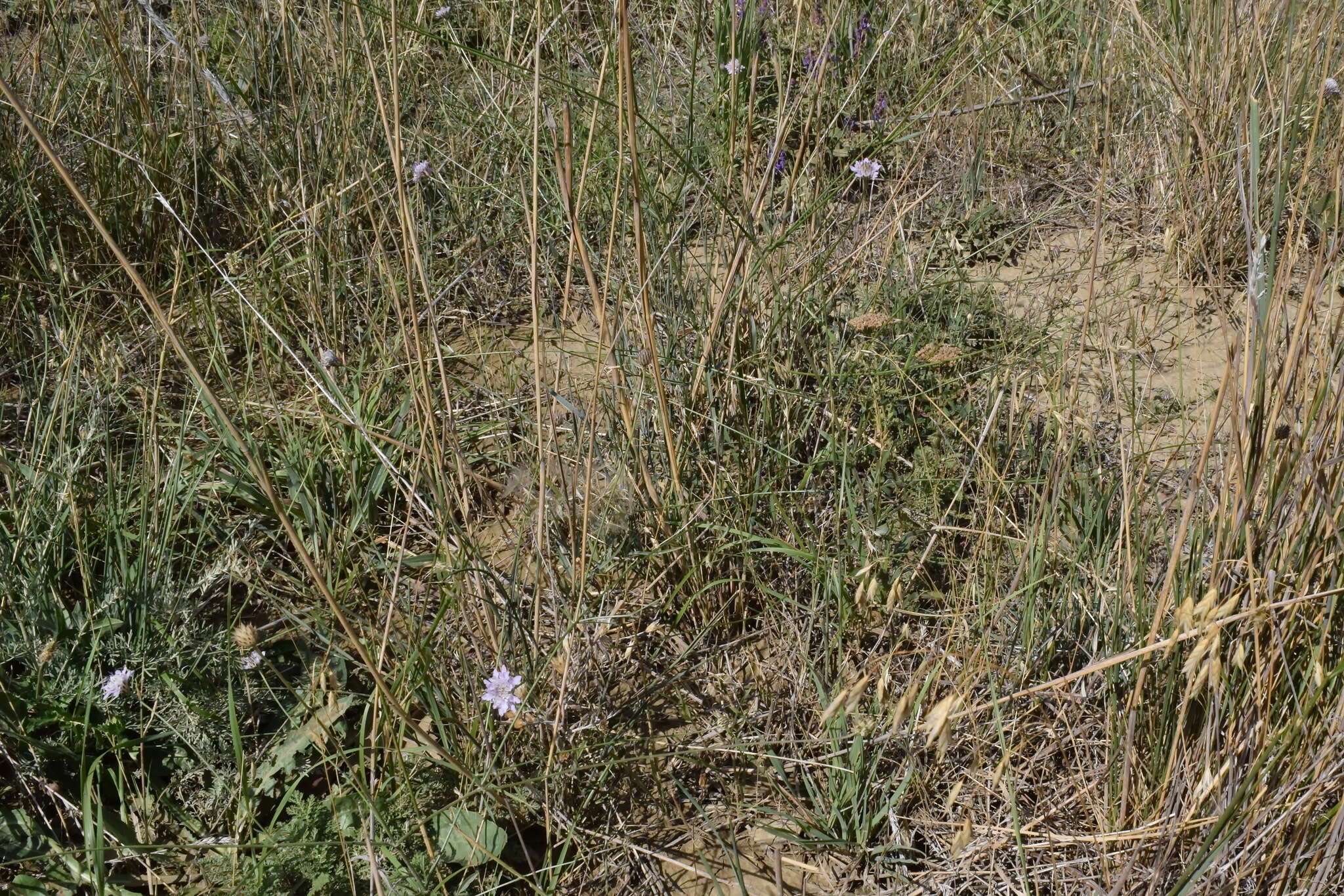 Слика од Cephalaria transsylvanica (L.) Schrad. ex Roem. & Schult.