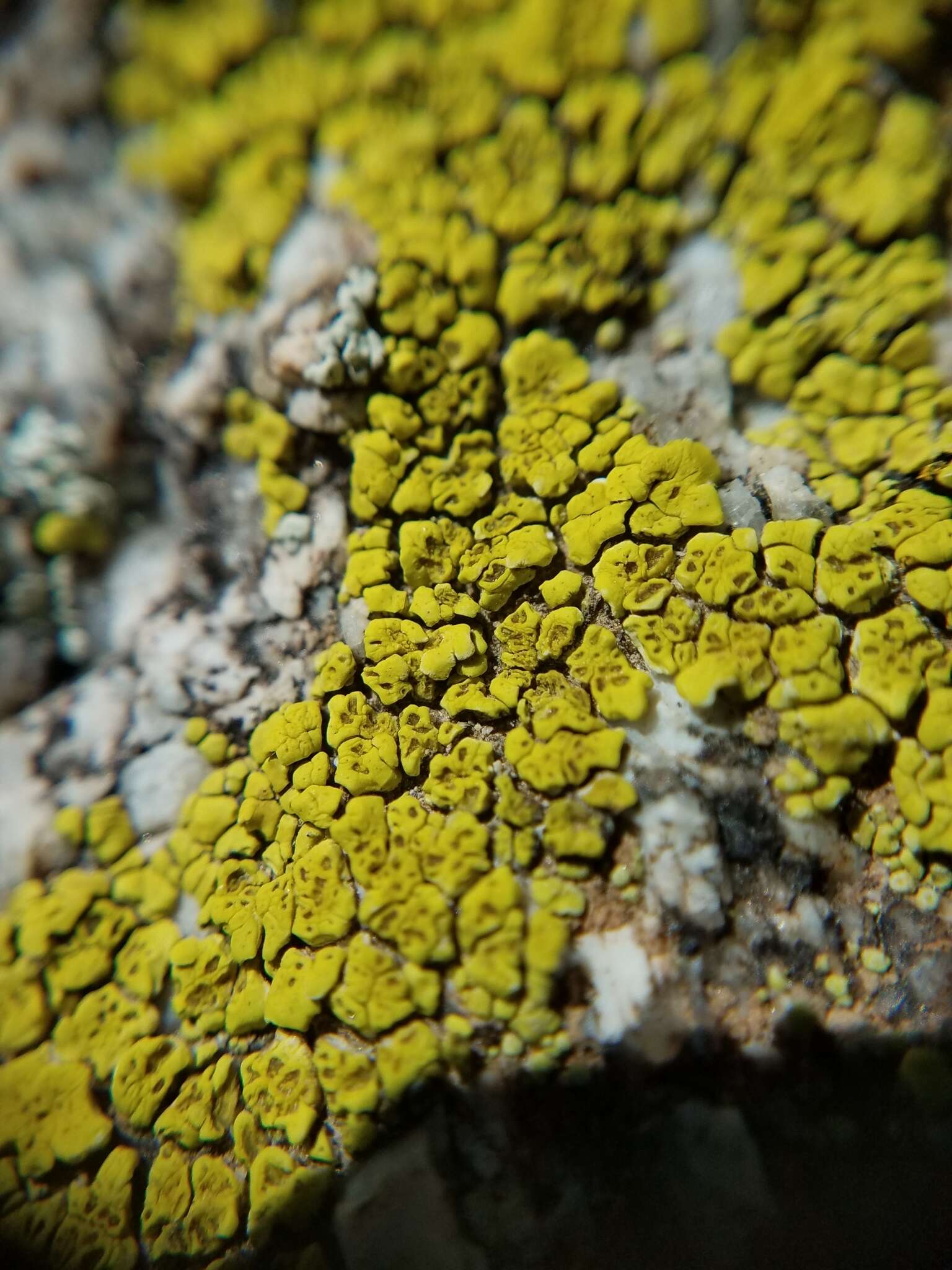 Image of cracked lichen