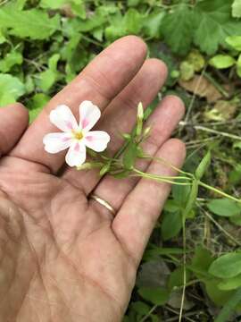 Image of northern phlox