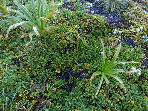 Image of Leptinella pectinata subsp. willcoxii (Cheeseman) D. G. Lloyd & C. J. Webb