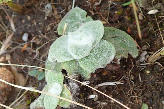 Image of Helichrysum adenocarpum DC.