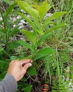 Image de Sideroxylon salicifolium (L.) Lam.