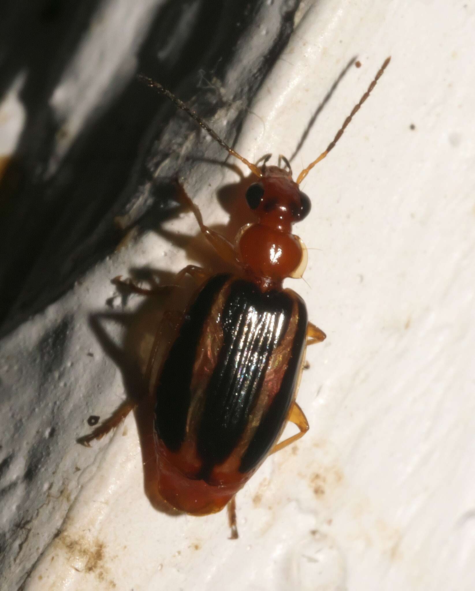 Image of Lebia (Lebia) solea Hentz 1830