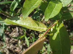 Image de Salix eriocephala Michx.