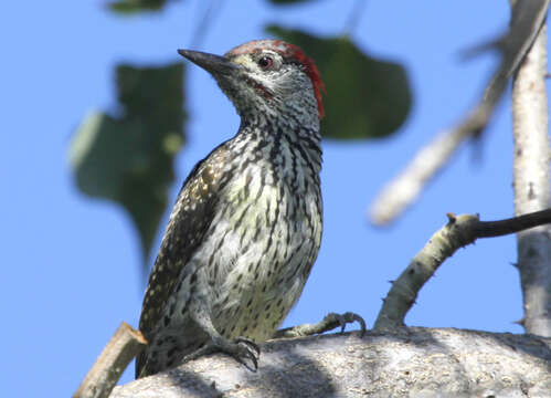 Image of Intermediate Goldentail Woodpecker