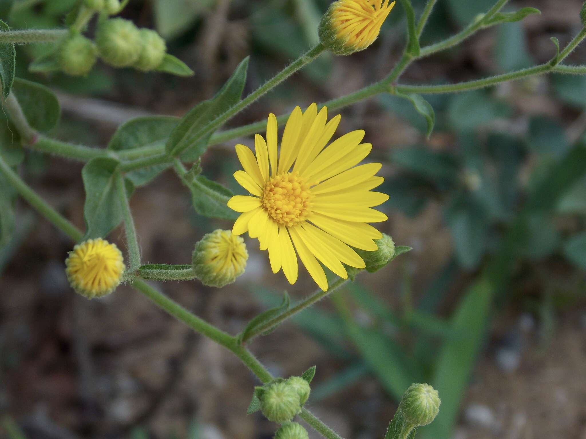 Image of Heterotheca subaxillaris subsp. latifolia (Buckley) Semple