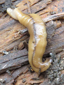 Image of Land planarian