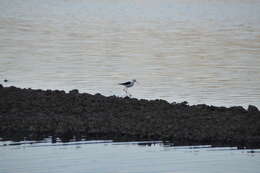 Image of Black-winged Stilt