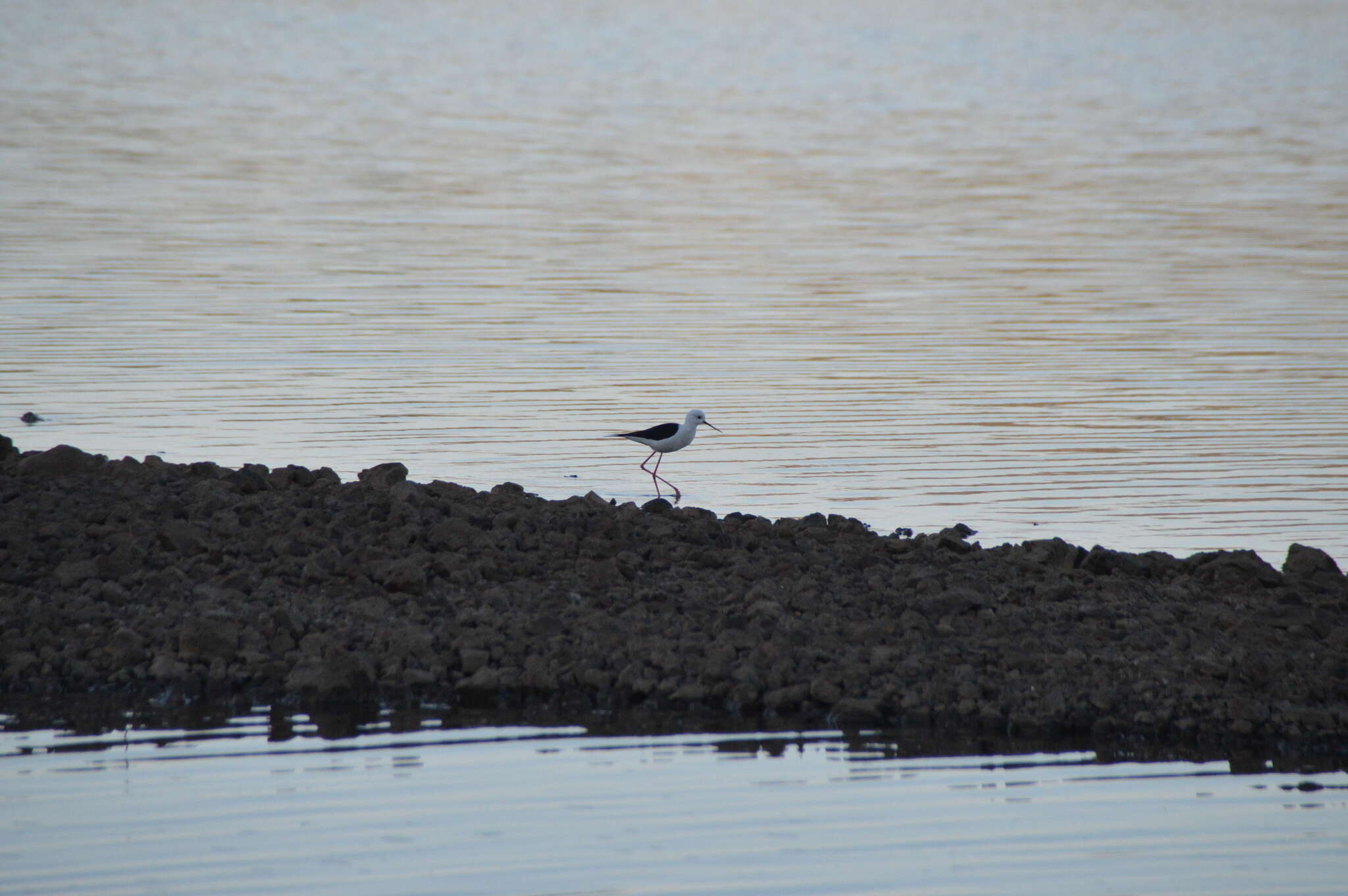 Image of Black-winged Stilt