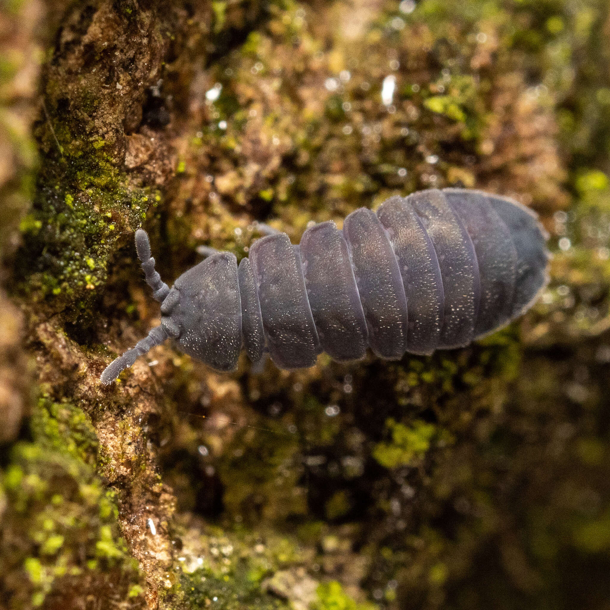 Image of Tetrodontophora bielanensis (Waga 1842)