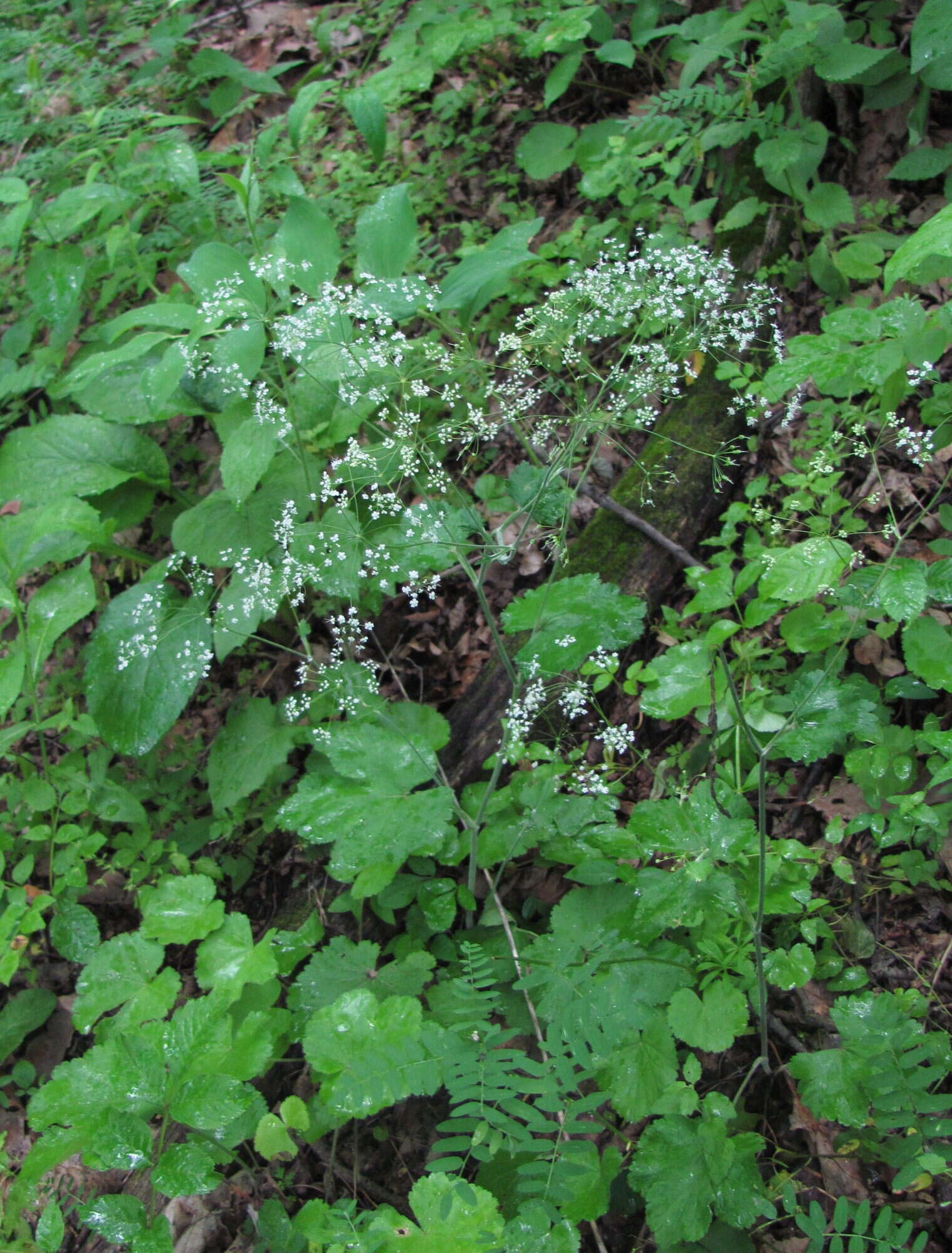 Pimpinella tripartita Kalenicz. resmi