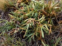 Image of Oxytropis nuda Basil.