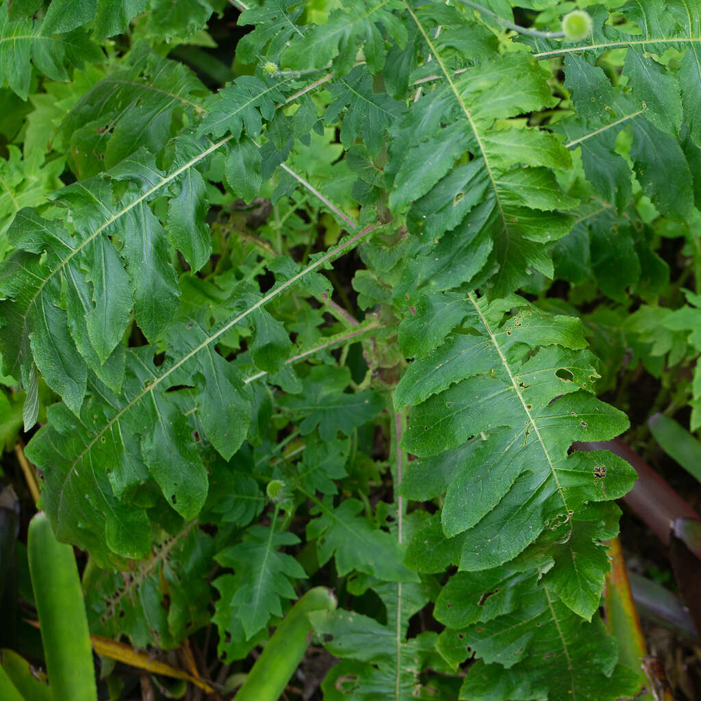 Image of Chresta pacourinoides (Mart. ex DC.) Loeuille, Siniscalchi & Pirani