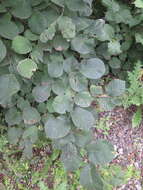 Image of Large-fruited Elm