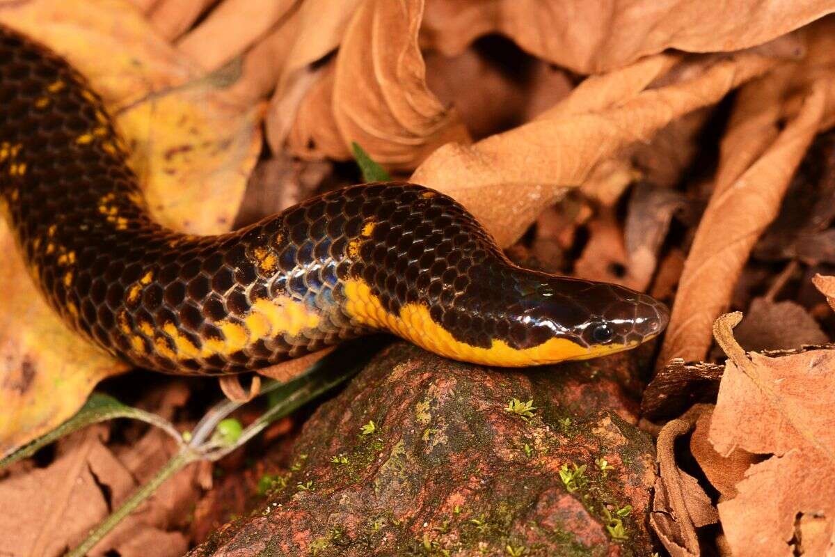 Sivun Uropeltis macrolepis (Peters 1862) kuva