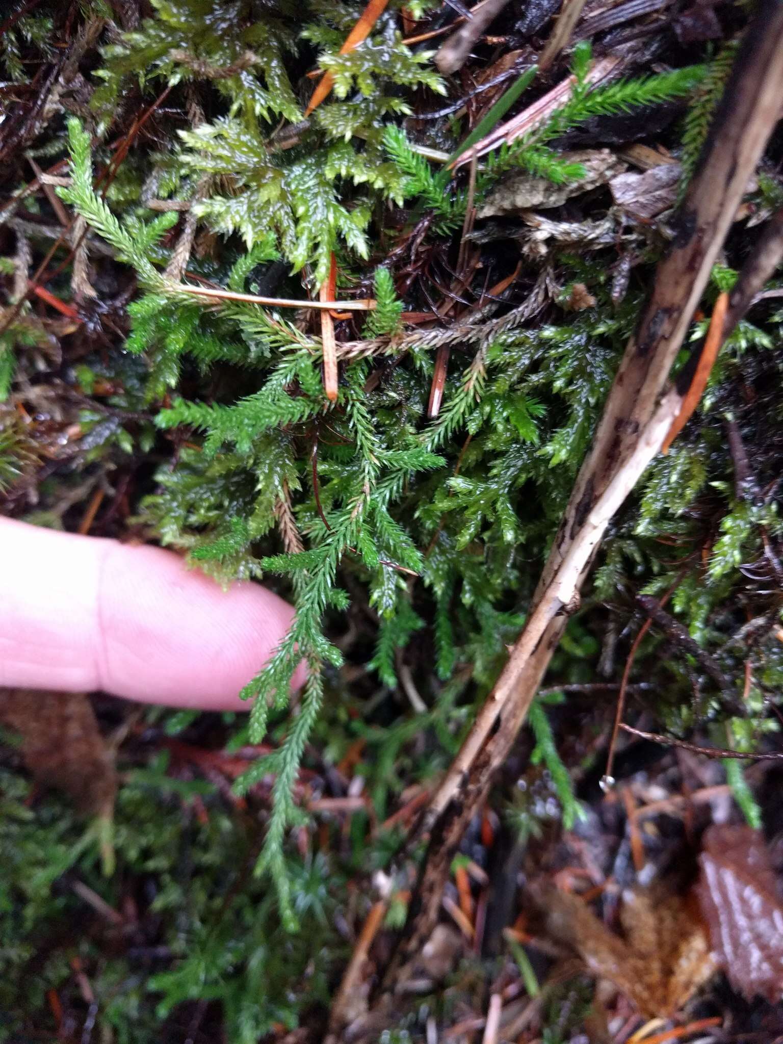 Image of Wallace's spikemoss