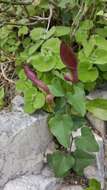 Image de Aristolochia baetica L.