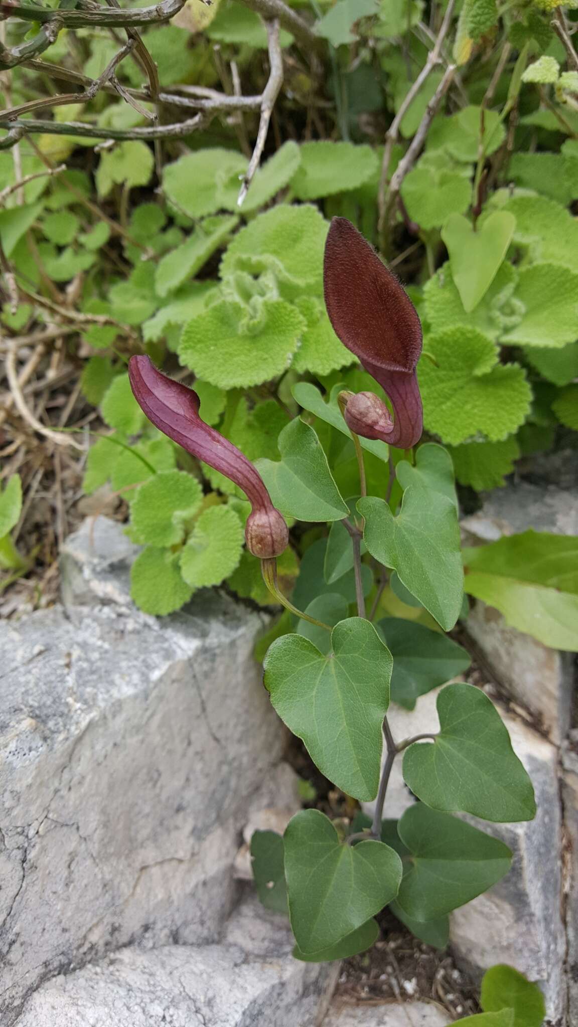 Image de Aristolochia baetica L.