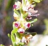 Image of Erica tristis Bartl.