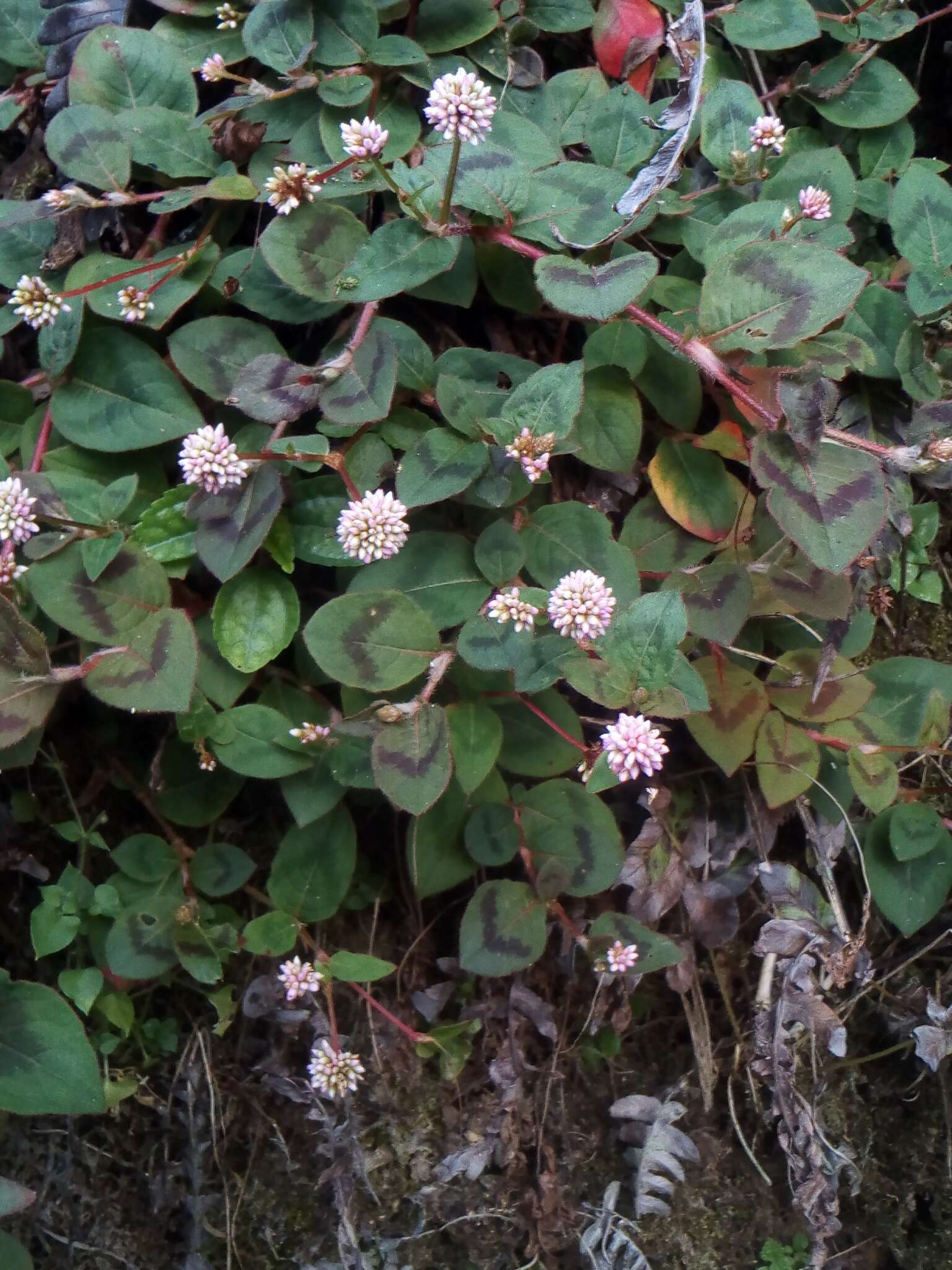 Imagem de Persicaria capitata (Buch.-Ham. ex D. Don) H. Gross