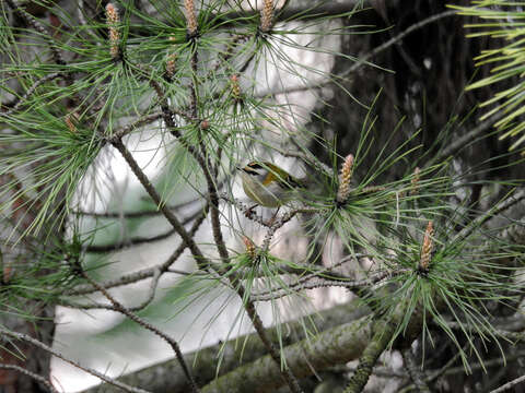 Image of Common Firecrest