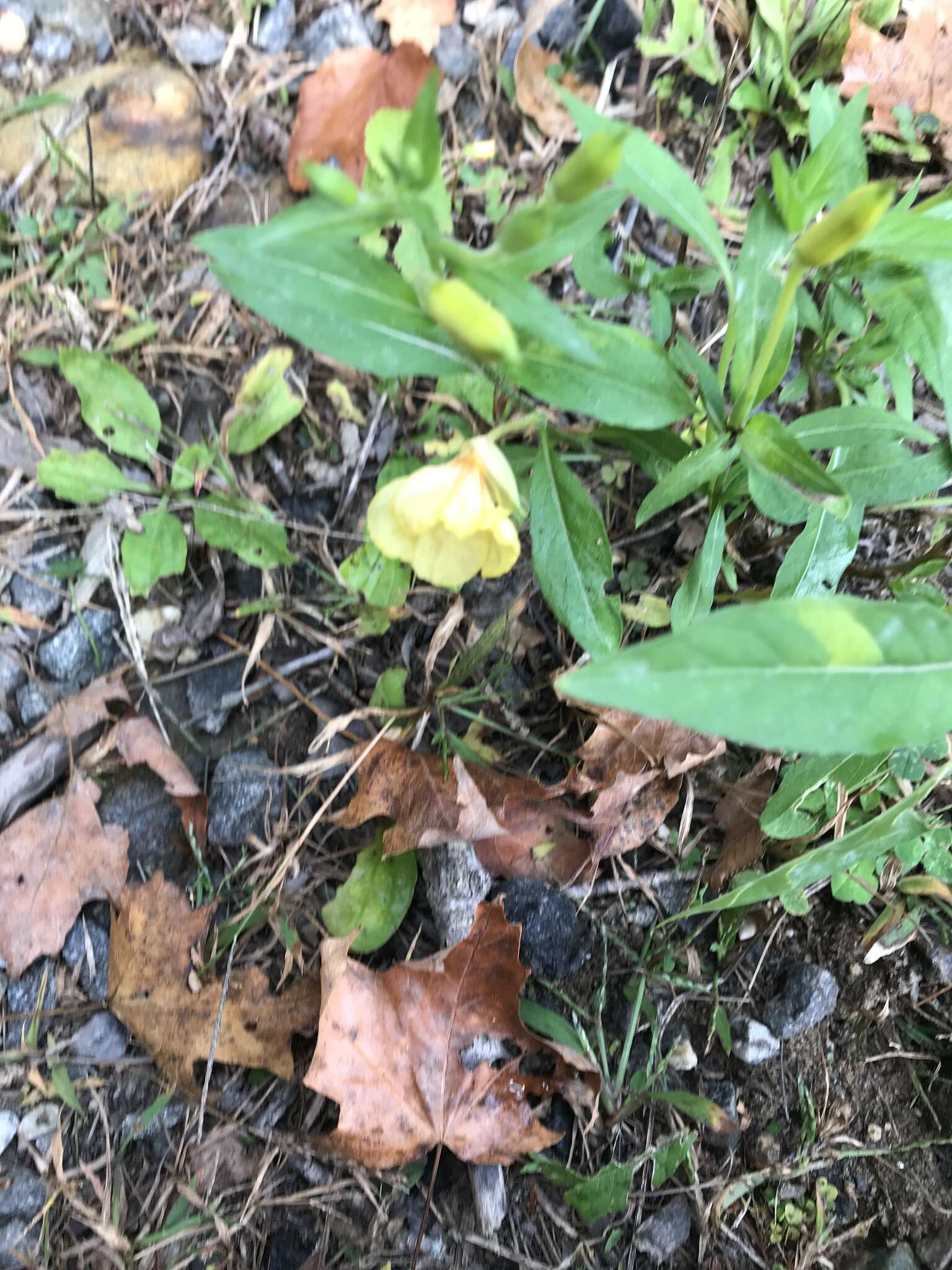 Image of nodding evening primrose