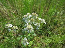 Image de Pycnanthemum loomisii Nutt.