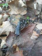 Image of Tamaulipan False Brook Salamander