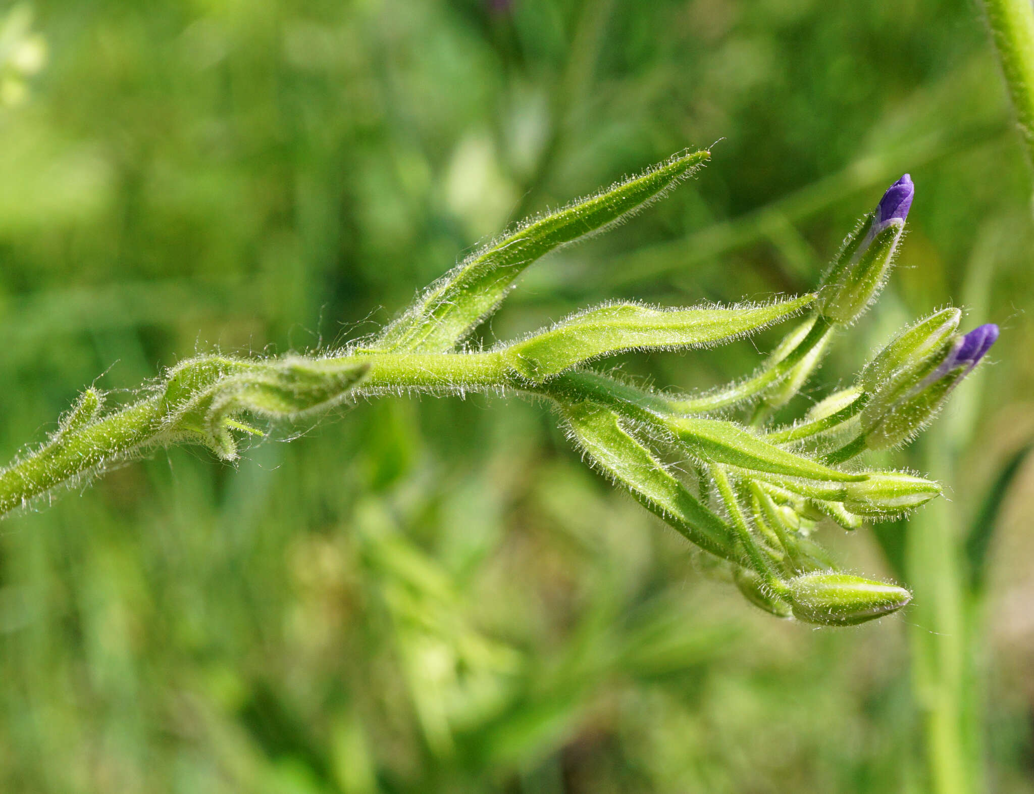 Image of Hesperis sylvestris Crantz