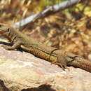 Image of Cycladic Green lizard