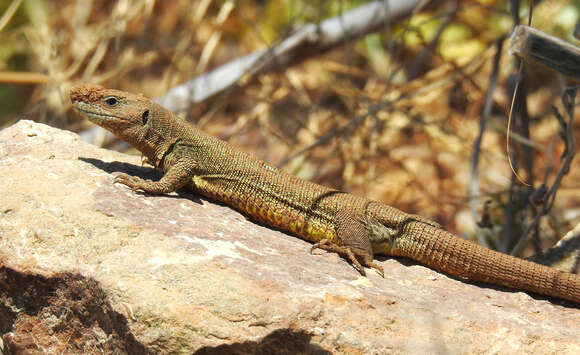 Image of Lacerta citrovittata