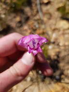 Слика од Gladiolus inflatus (Thunb.) Thunb.