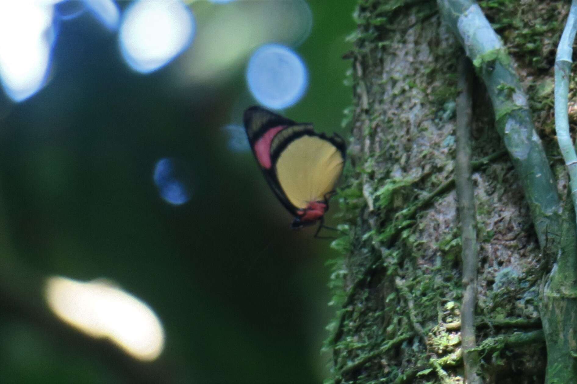 Imagem de Batesia hypochlora Felder 1862