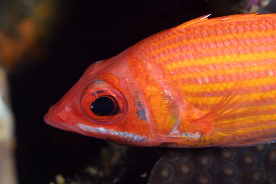 Image of Longjaw Squirrelfish