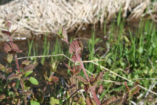 Image of Glechoma hirsuta Waldst. & Kit.