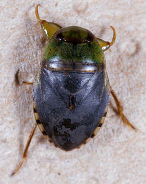 Image of Pelocoris femoratus (Palisot de Beauvois 1820)