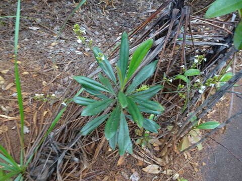 Imagem de Scaevola beckii Zahlbr.